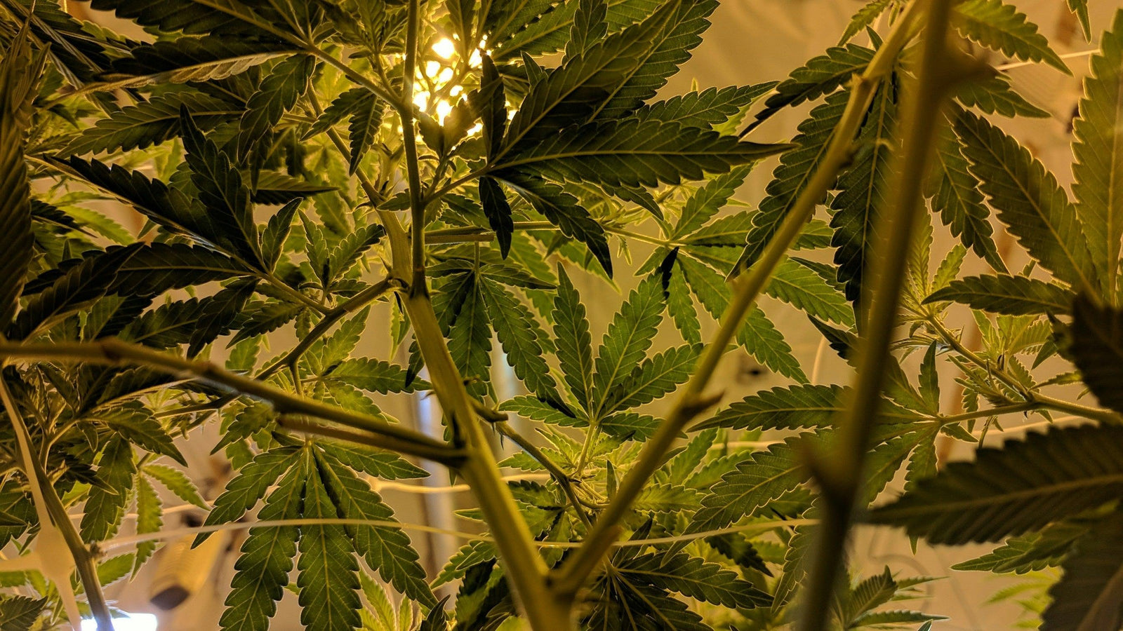 Cannabis Pflanze in einem Labor