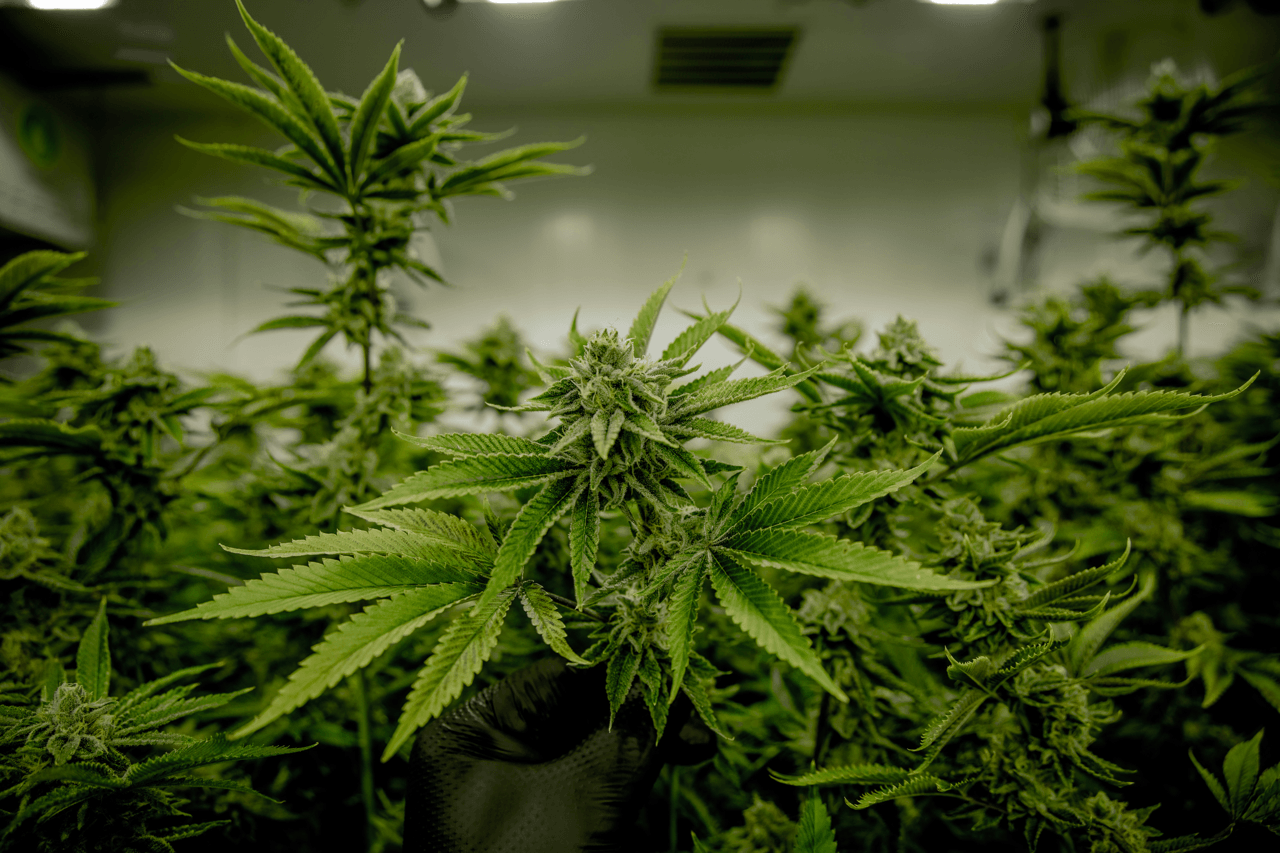 PHC Cannabinoid – Wirkung, Struktur & Legalität im Überblick