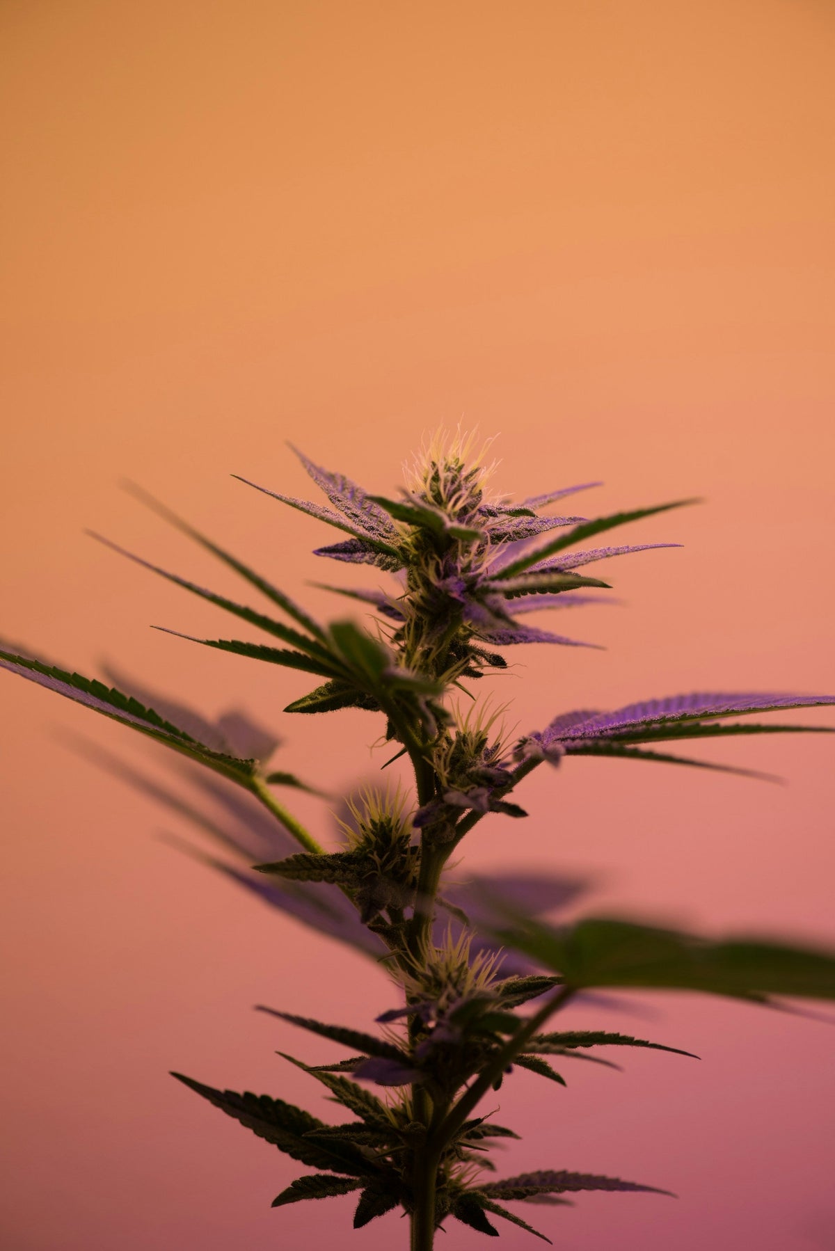 Darstellung der THCA-Wirkung mit Blüte und chemischer Formel zur Visualisierung der Effekte