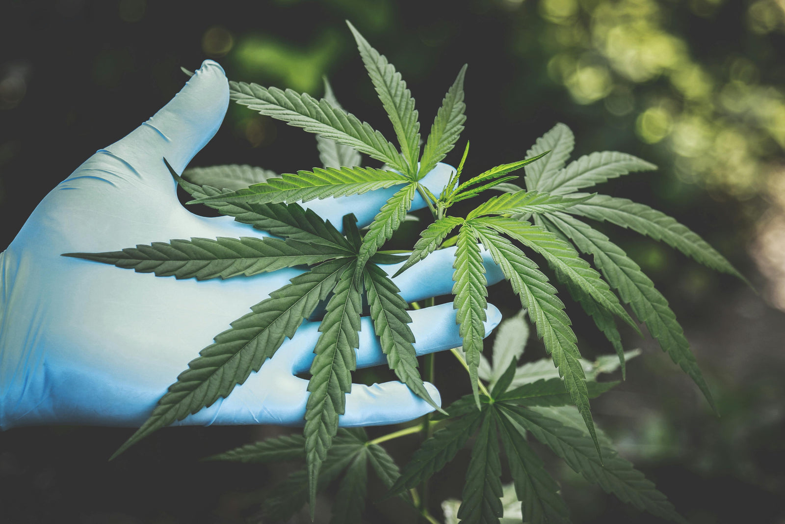 Cannabis online kaufen: Der ultimative Guide für hochwertige Produkte bei Happy Flower - Happy Flower