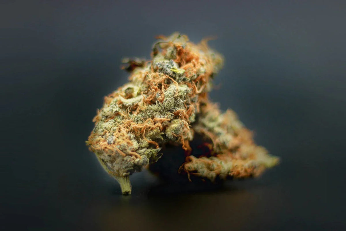 Top 5 Hybrid-Sorten 2025 – Vergleich der besten Cannabis Hybrids mit Effekten, Aromen und Tipps zur Auswahl
