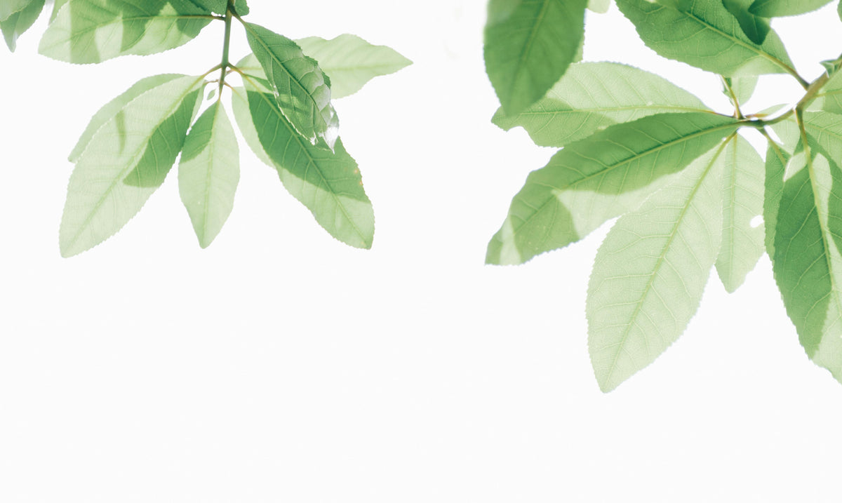 Frisch aufgebrühter Kratom Tee in einer Tasse mit Zitronenscheibe – natürliche Energie & Entspannung in einem Getränk.