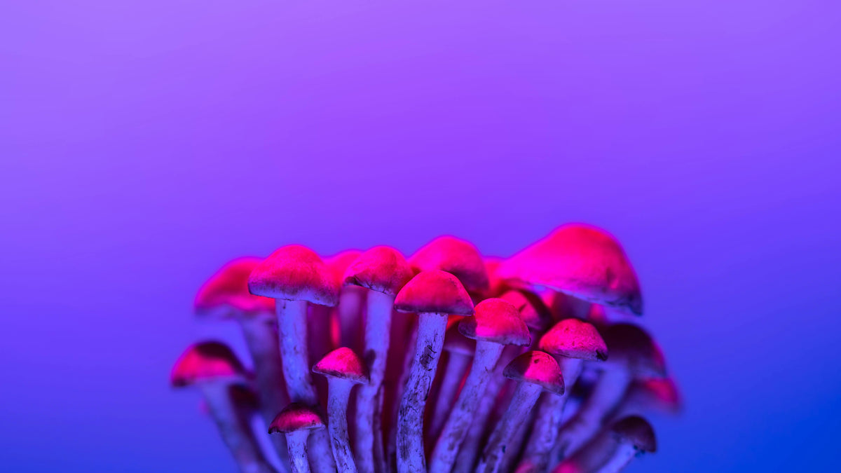 1BP-LSD auf Blotter mit chemischer Strukturformel zur Darstellung von Wirkung und Biochemie