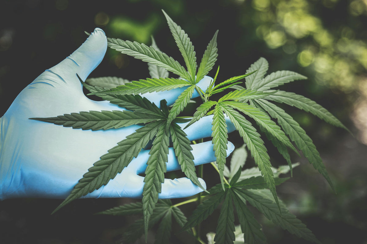 Cannabis online kaufen: Der ultimative Guide für hochwertige Produkte bei Happy Flower - Happy Flower