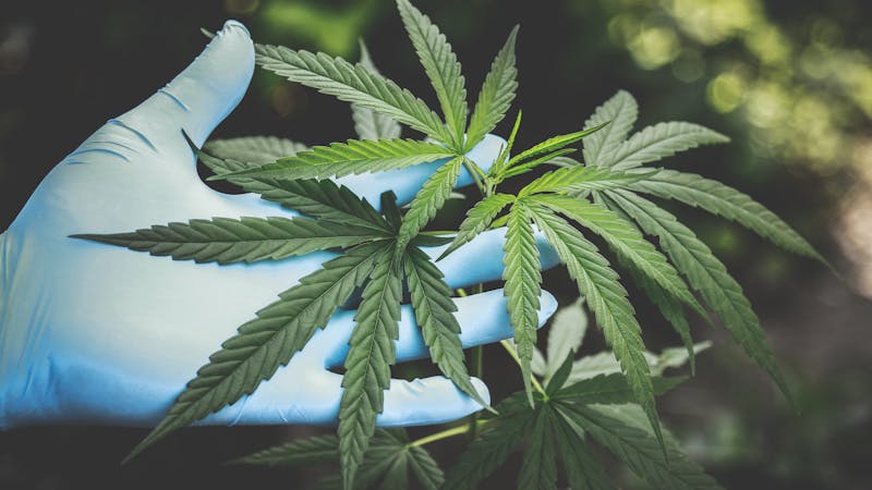 Wie wirkt HHC Cannabinoid | Happy Flower