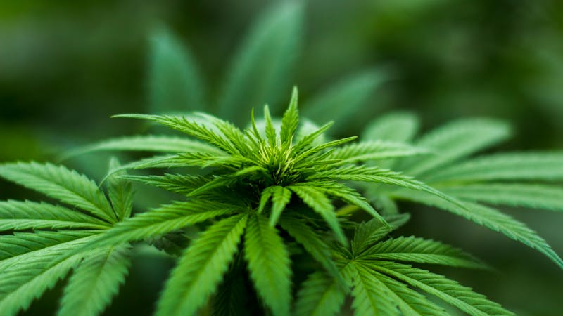 Wie wirkt PHC Cannabinoid Wirkung | Happy Flower
