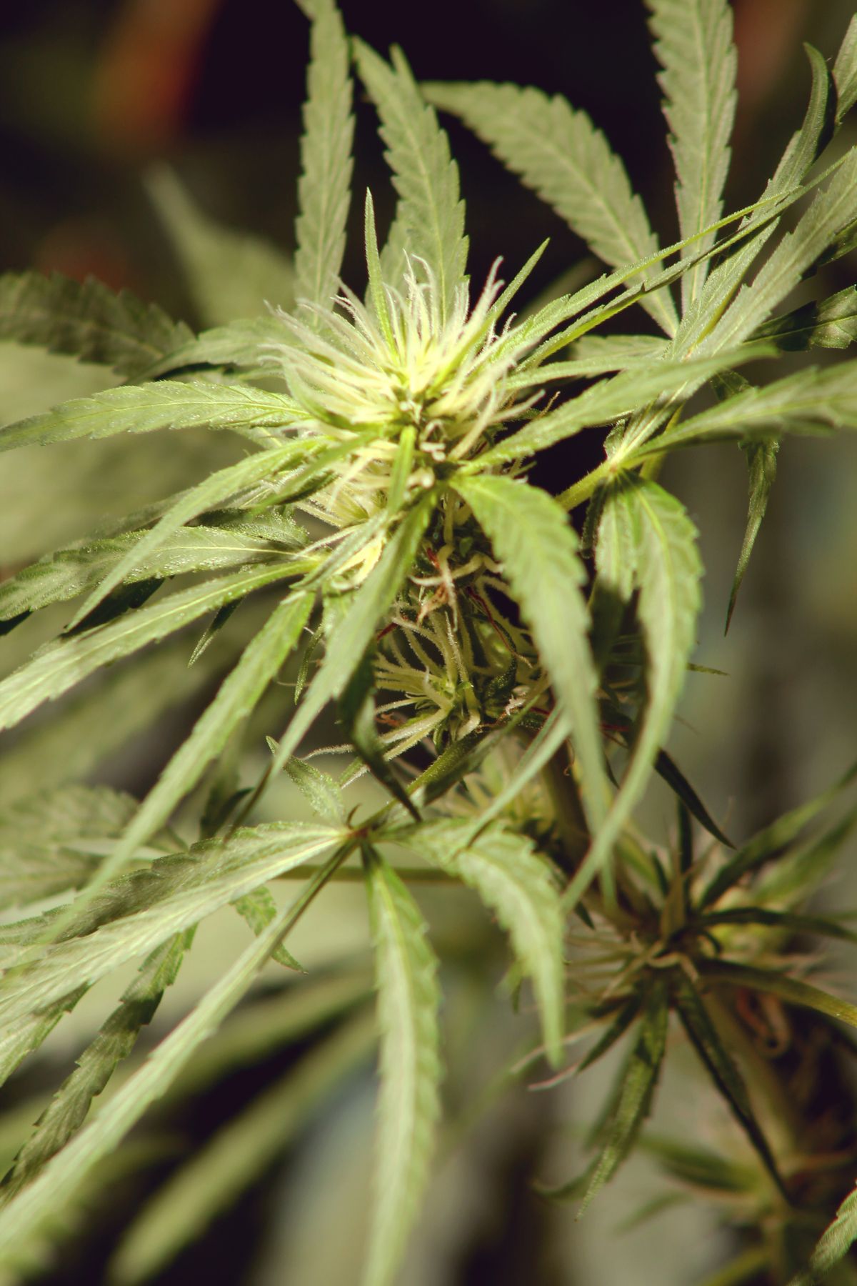 Cannabispflanze wächst im Freien unter natürlicher Sonneneinstrahlung — Indoor vs Outdoor Cannabis